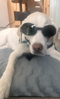 Class IV Companion Laser Therapy